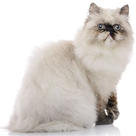 Bathing them frequently is also recommended. . Himalayan cat breeders in indiana